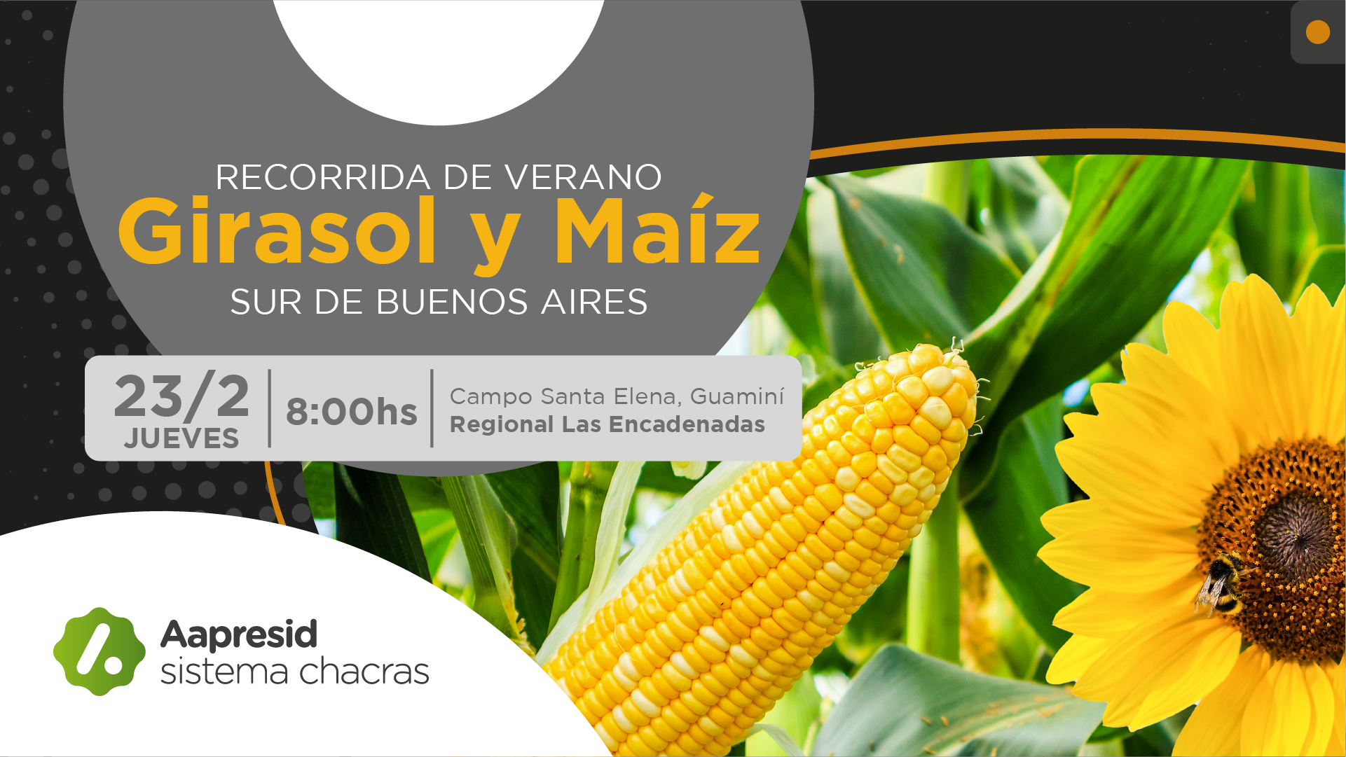 Aapresid realizará una jornada a campo que revelará las claves para el  manejo de girasol y maíz tardío en esta campaña